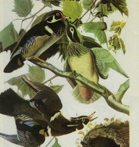 Wood Duck Bird 1946 Color Plate Print John James Audubon Nature DWV2A - £31.59 GBP
