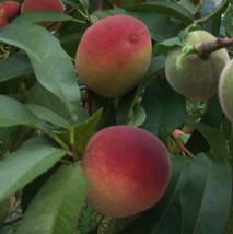 Fresh cuttings of the Belle of Georgia peach tree for rooting and grafting - £28.97 GBP