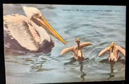  Florida Pelican Clearwater Wildlife Linen -New Vtg Postcard - £7.14 GBP