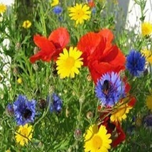 Flowers Seeds - Wildflower Seed Mix , Great for Colorful Borders and Gar... - £5.49 GBP