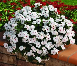 Vinca Seeds Cora Cascade Polka Dot 25 Seeds   - £16.59 GBP