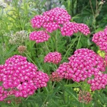 Cerise Queen Yarrow 100 Seeds NonGMO  - £6.76 GBP