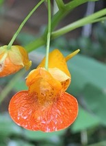 2 Live Starter Plant Jewelweed Impatiens Capensis touch me not, bare root - £29.87 GBP