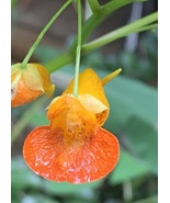2 Live Starter Plant Jewelweed Impatiens Capensis touch me not, bare root - £29.85 GBP