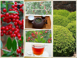 Grow in US 40 Yaupon Holly Bush Hedge Seeds Ilex Vomitoria: Native Caffiene Tea  - £6.67 GBP