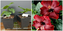 Black Dream**Small Rooted Tropical Hibiscus Starter Plant*Ships Bare Root - $59.99