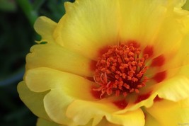 100 Yellow Portulaca Grandiflora / Moss Rose Gold Flower Seeds Fresh Gardening U - £8.88 GBP