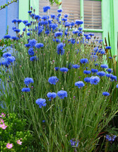 THJAR Batchelor Button Blue Double  Flower Seed Florist Quality - £4.01 GBP