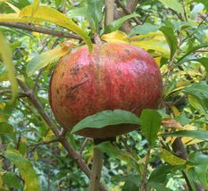 25 Red Pomegranate Fruit Seeds (Punica granatum) Organically Grown - £6.36 GBP