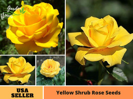 30+ Seeds Yellow Shrub Rose Perennial Flower #1049 - $15.98