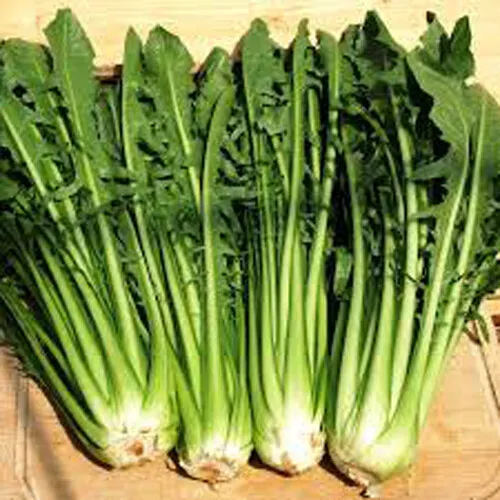 HGBO 500 Catalogna Emerald Endive Seeds Italian Dandelion Chicory Green USA - $8.86