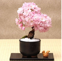 PWO Fresh 20Pcs Cherry Bonsai Bonsai Tree Japanese New Blossoms Sakura Seeds Flo - $3.44