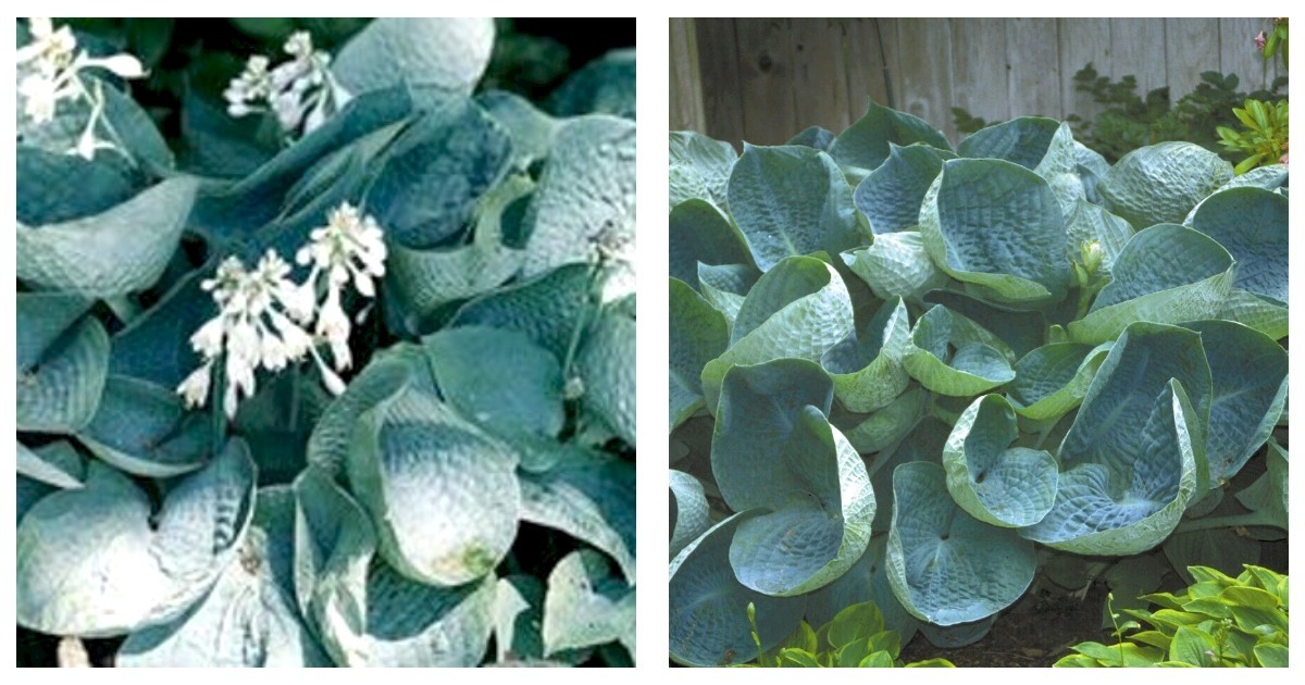 Primary image for 1 Dormant Potted Plant hosta ABIQUA DRINKING GOURD large cupped blue 2.5" pot 