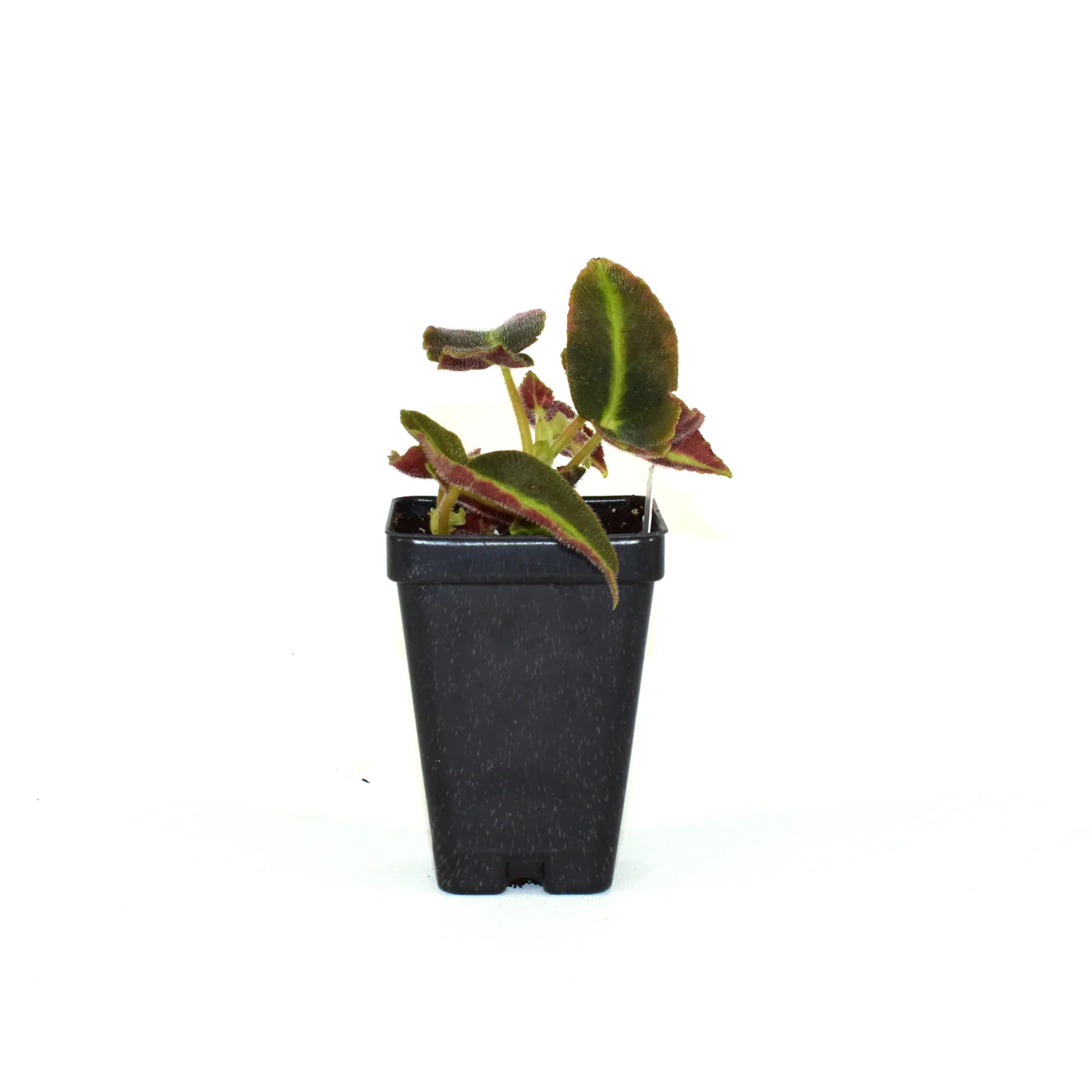 LWS Begonia Listada 3 inch Fast Shipping - $59.98