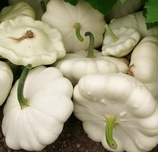 25 seeds White Bush Scallop Squash Heirloom Seeds Quick Grow Shine - £6.49 GBP