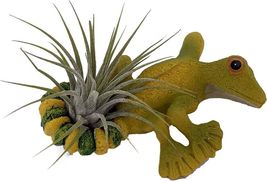 Live Plant Tillandsias Air Yellow Pot Lizards Pals Ceramic With Hanging ... - £35.77 GBP