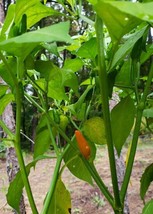 Best 25 Seeds Easy To Grow Aji Caballero Gentlemen Hot Pepper (Capsicum ... - $8.79