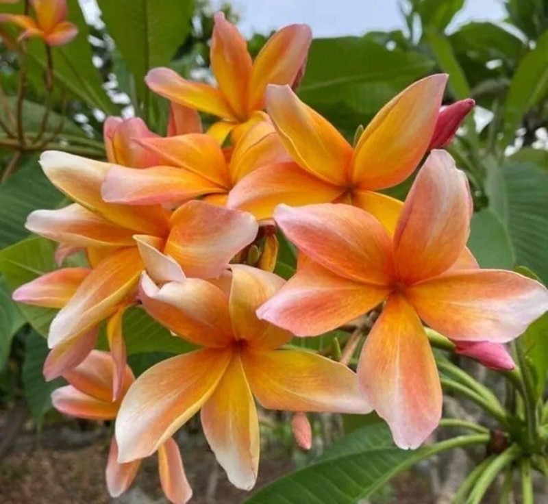 SRN 5 Peach Yellow Plumeria Seeds Perennial Flowers Garden - $24.26
