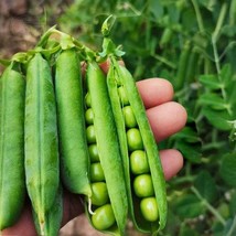 20 Oregon Giant Snow Pea Seeds Aw98065 Garden - $13.97