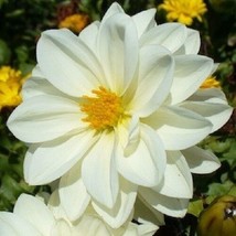 New 15 Pure White Dahlia Flower Seeds Mignon From US  - $8.35