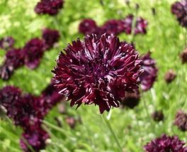100 Seeds Gothic Bachelor Annual Button Double Flowers Rich Milk Chocola... - £15.81 GBP