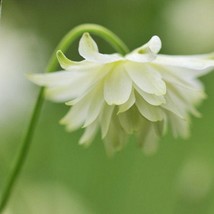 35 Columbine Lime Sorbet Seeds Usa Seller - £7.39 GBP