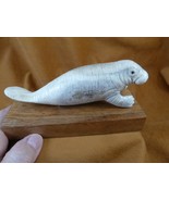 (MAN-W1) white Manatee of shed ANTLER figurine Bali detailed love manatees - $313.21