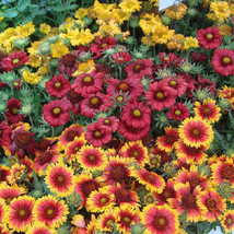 New Fresh Seeds Blanket Flower Single Mix Gaillardia Butterflies 100 Seeds - $9.96