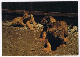 Postcard Lion Cubs 3 Months African Lion Safari Rockton Ontario - £2.28 GBP