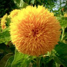 30 Seeds Sunflower Dwarf Teddy Bear Non Gmo Heirloom - £7.37 GBP