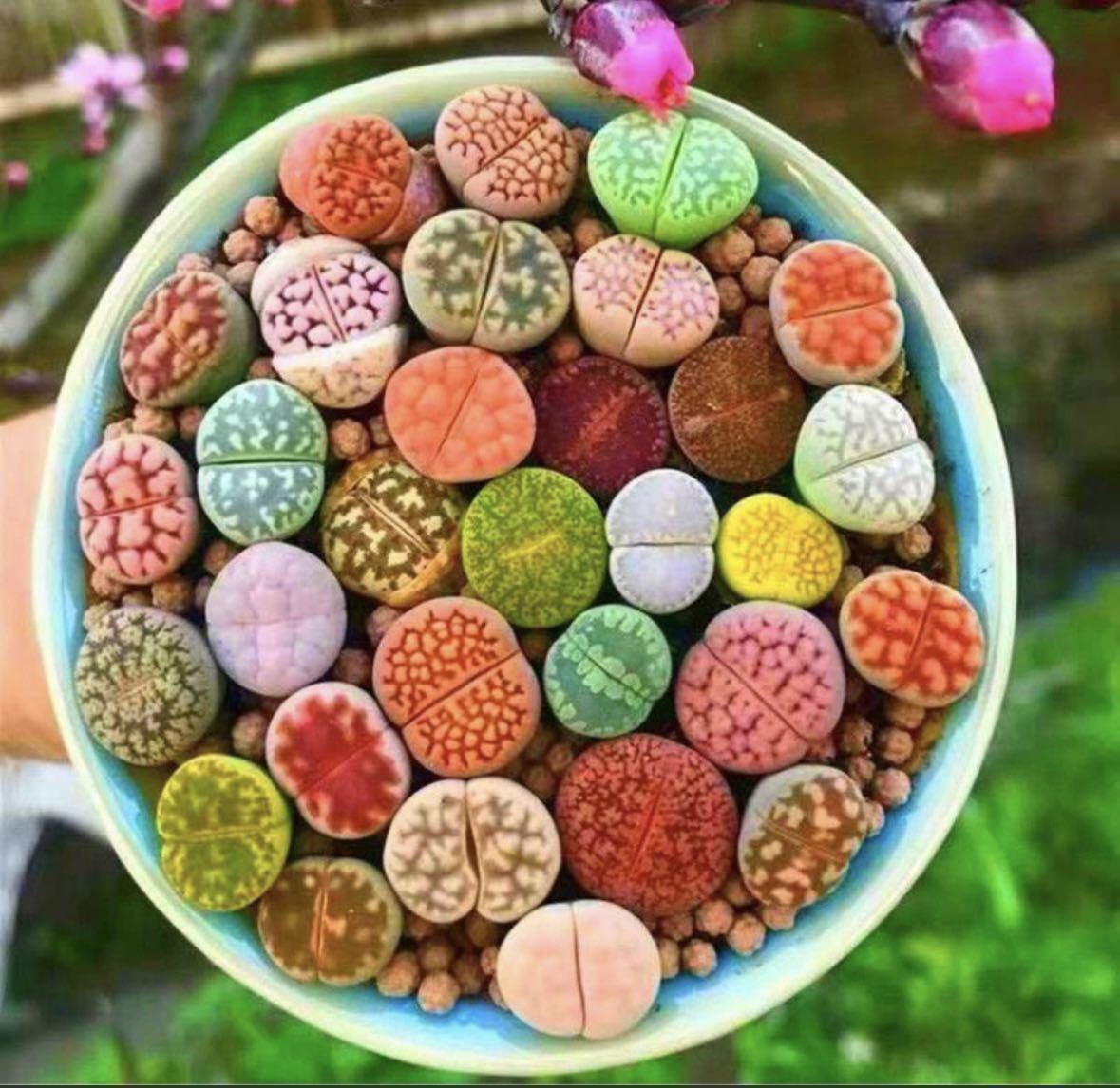 Lithops Mixed, 1000 SEEDS D