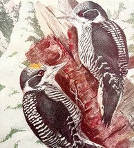 American Three Toed Woodpecker 1936 Bird Art Lithograph Color Plate Prin... - $473.02 MXN
