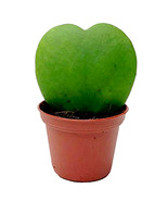 100 Seeds Hoya Kerrii December Orchid Family Bonsai Fresh Seeds - $252.04 MXN