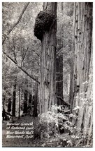 Zan-129 Growth of Burl. Muir Woods National Monument California RPPC Postcard - £11.55 GBP