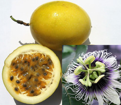 10 Yellow Passion Fruit Vine Passiflora Edulis Flavicarpa Passionfruit Seeds Fre - £11.70 GBP