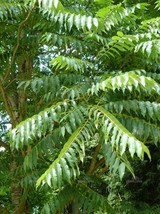 Toona Sinensis Chinese Toon Tree Seeds Exotic - £9.03 GBP