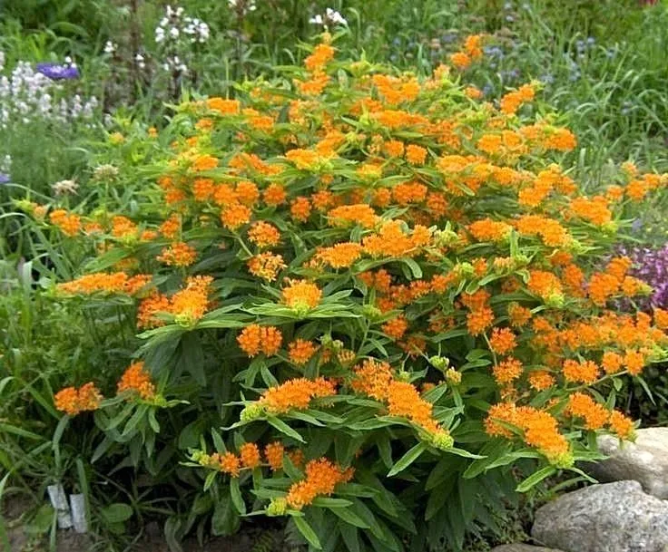 WTR 51 Orange Butterfly Weed Native Wildflower Container Garden Planting... - $8.70