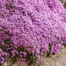 NEW Creeping Thyme WILD Groundcover Perennial Purple Fragrant Bees Non-GMO 500 S - £3.07 GBP