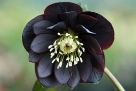 Black Hellebore Flower, 10 Seeds D - £11.28 GBP