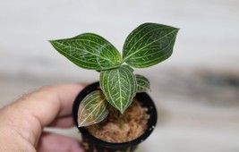 LUDISIA DISCOLOR &quot;GREEN&quot; SMALL JEWEL ORCHID POTTED - $27.00