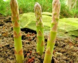 1 Oz Asparagus Seeds Mary Washington Heirloom Summer Vegetable Garden Or... - $16.00