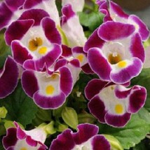 USA SELLER 1R7D5 Torenia Seeds Kauai Burgundy 50 Thru 500 Pelleted Seeds Seeds - $19.42