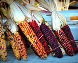 15 Indian Corn Seeds Heirloom Non Gmo Fresh Fast Shipping - $8.99