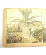 Stereopticon Stereoview St Louis Botanical Garden by Boehl &amp; Koenig Color - £2.96 GBP