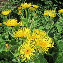 Inula Racemosa Sonnenspear Indian Elecampane Yellow Flowers Perennial Seeds Fres - £12.69 GBP