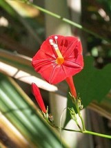 Ipomoea hederifolia | Red Flower | Scarlet Morning Glory | 10 Seeds - £12.29 GBP