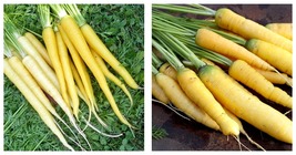 600 Seeds Solar Yellow Carrot Seeds Fresh Garden Seeds FREE SHIP - £16.81 GBP