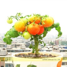 100 Seeds Middle Dwarf Yellow Tomato Organic Garden - £4.93 GBP