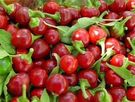 Red Cherry Hot Pepper Seeds, Pimenta, NON-GMO, Heirloom, Free Shipping - £1.33 GBP+