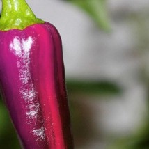 Purple Tiger Hot Pepper Seeds Organic Fresh Garden - £5.17 GBP